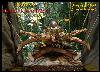 Tarzan 6